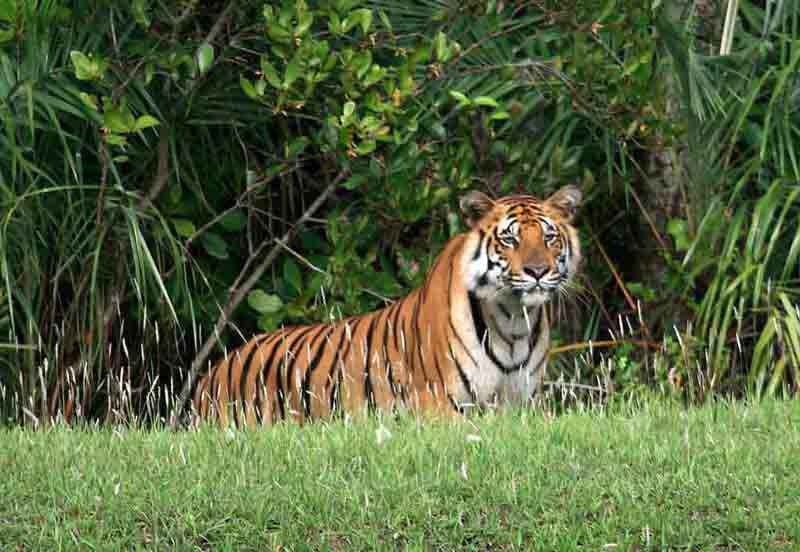 Sundarbans - سونداربانس