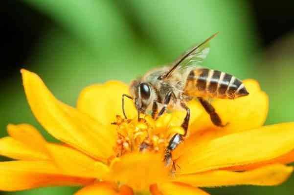حقائق عن النحل