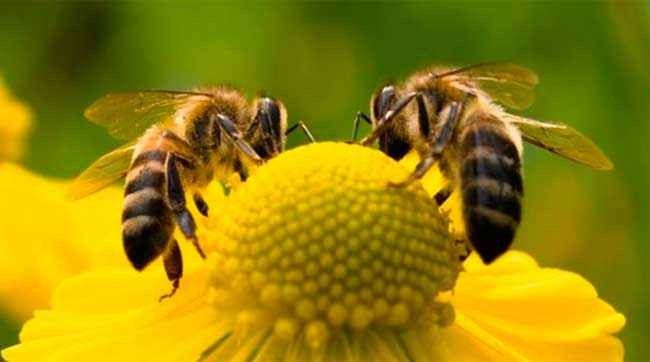 حقائق عن النحل