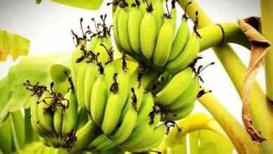 طريقة زراعة الموز .. تعرف على أفضل الاساليب والطرق لزراعة الموز للحصول على أفضل النتائج