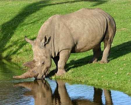 معلومات عامه عن وحيد القرن - معلومات عن وحيد القرن