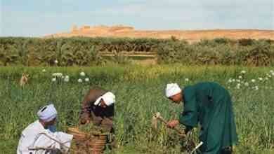 مصطلحات الزراعة .. تعرف على مصطلحات الزراعة بالانجليزي ومقابلها بالعربي