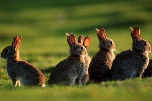 معلومات عن الأرنب