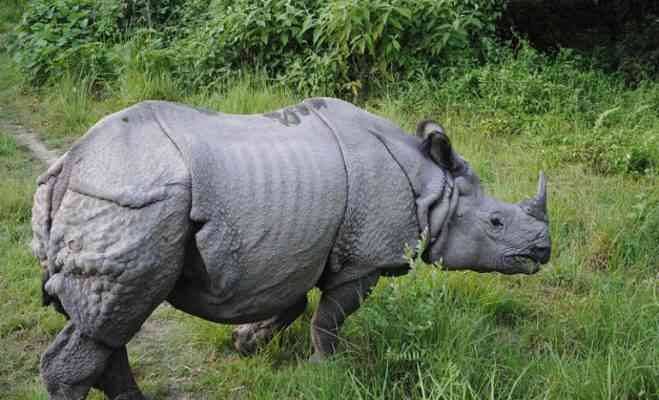 أنواع وحيد القرن - معلومات عن وحيد القرن