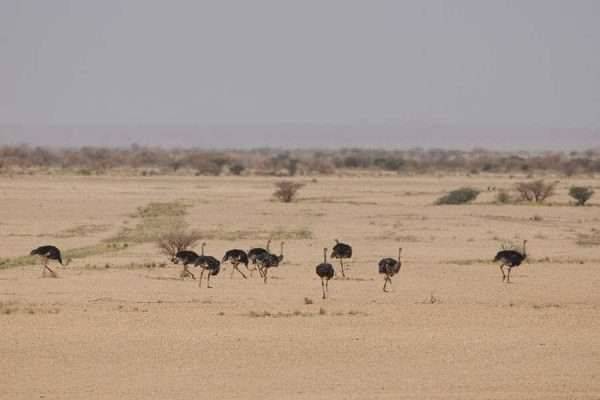 Mahazat as-Sayd Protected Area - الطبيعة في السعودية