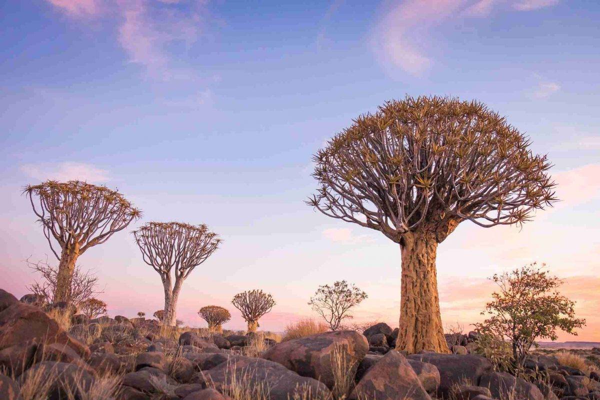 أهم الفواكة التي تتم زراعتها في دولة ناميبيا