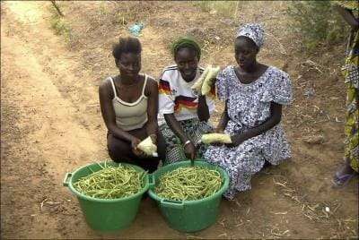 الزراعة في دولة السنغال