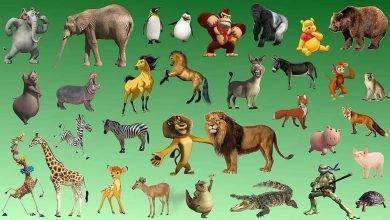 معلومات للأطفال عن الحيوانات&#8230; إليك بعض المعلومات المهمة للأطفال عن الحيوانات