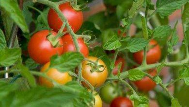 زراعة الطماطم في الصيف .. طريقة زراعة الطماطم فى الصيف بسهولة فى المنزل ..