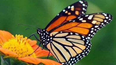 طريقة تربية الفراشات&#8230; نصائح عديدة لتعلُّم كيفيّة تربية الفراشات