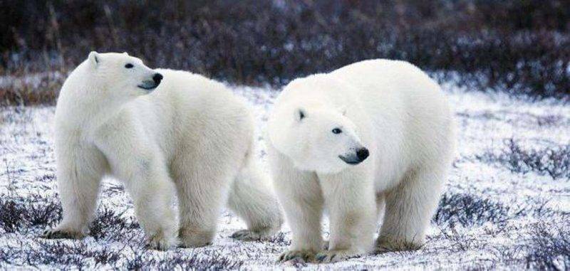 إليك معلومات للأطفال عن الدب القطبي