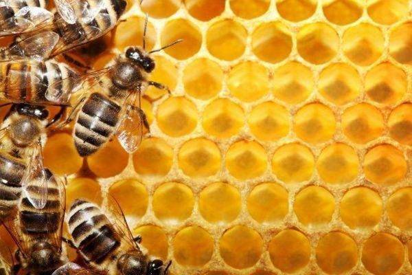 العسل الطبيعي - أشهر منتجات السعودية