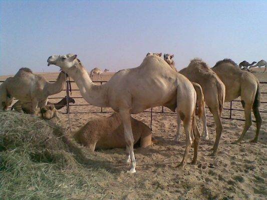 الماشية والإبل - أشهر منتجات السعودية