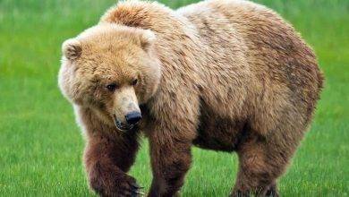 معلومات للأطفال عن الدب&#8230; إليك معلومات مهمة للأطفال عن الدب