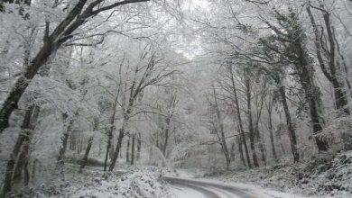 غابات بلغراد في الشتاء ..تعرف على أبرز مظاهر الشتاء في غابات بلغراد