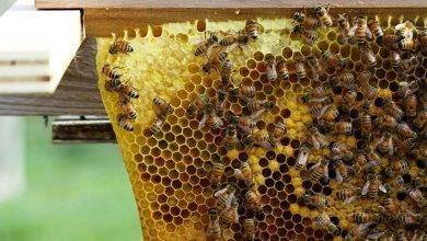 تغذية النحل في الشتاء .. أشياء مسموح بها وأخرى ممنوعة عند تغذيته وتربيته