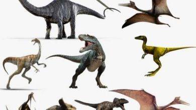 معلومات للأطفال عن الديناصورات&#8230; 22 معلومة مبسطة للأطفال عن الديناصورات