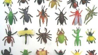 معلومات للاطفال عن الحشرات .. تعرف على أهم المعلومات البسيطة عن عالم الحشرات