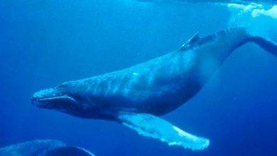 معلومات للاطفال عن الحوت &#8230; تعرف على اهم المعلومات العامة عن الحيتان