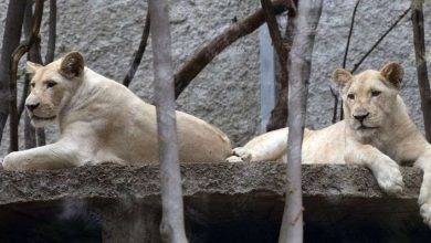 حديقة الحيوان في تبليسي… انواع الحيوانات واشهر الأنشطة الترفيهية بها