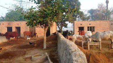 الحياة الريفية في باكستان