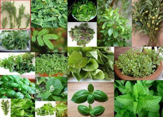 هل تعلم عن النباتات؟ 