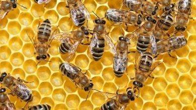 فوائد رويال جيلي … 12 فائدة صحية مدهشة لغذاء ملكات النحل