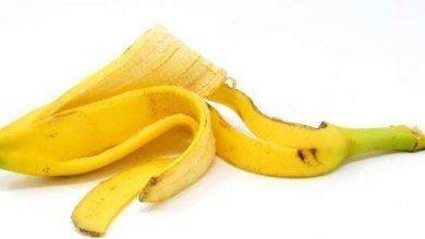 فوائد قشر الموز للشجر&#8230; أهمُّ العناصر الغذائيّة في قشر الموز وكيفيّة الاستفادة منها