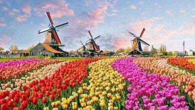 السياحه في هولندا شهر ابريل..وأجمل الجولات السياحية خلال فصل الربيع.