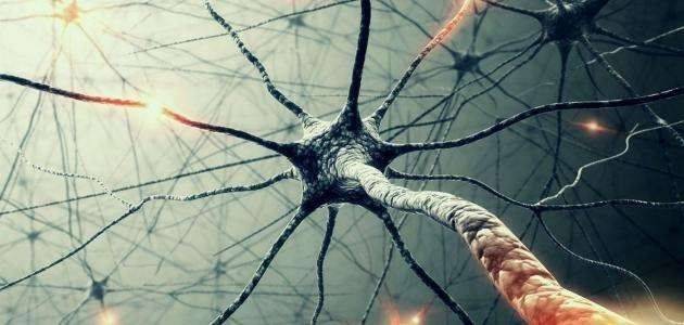 الخلايا العصبية في الدماغ البشري