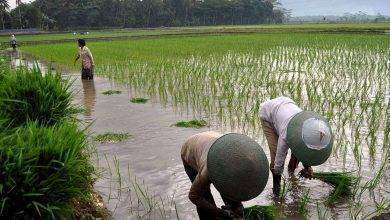 بماذا تشتهر إندونيسيا في الزراعة