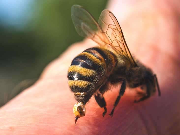 معلومات عن سم النحل