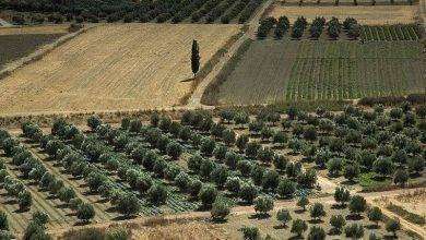 بماذا تشتهر اليونان في الزراعة