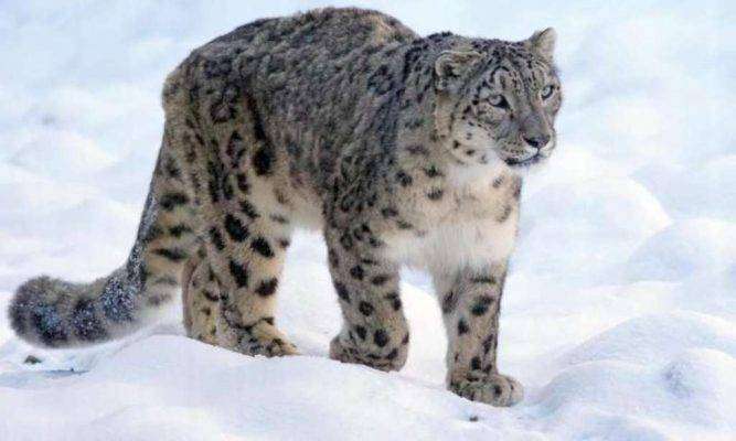  بماذا تشتهر الهند في الحيوانات - Snow Leopard