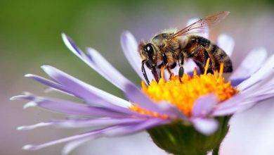 مقال عن النحل