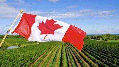 بماذا تشتهر كندا في الزراعة