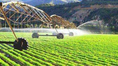 بماذا تشتهر أوزبكستان في الزراعة