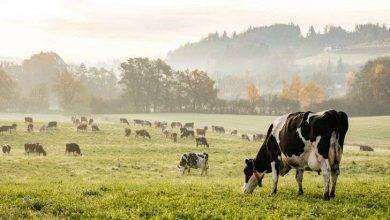 بماذا تشتهر سويسرا في الزراعة