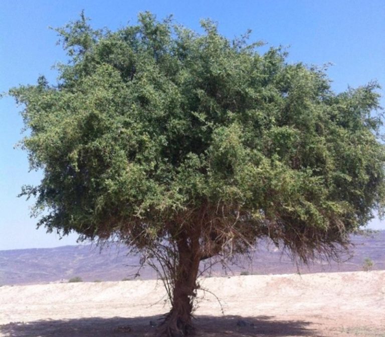 فوائد شجرة السدر في الامارات