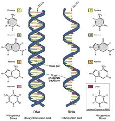 تعريف علم الوراثة الجزيئية