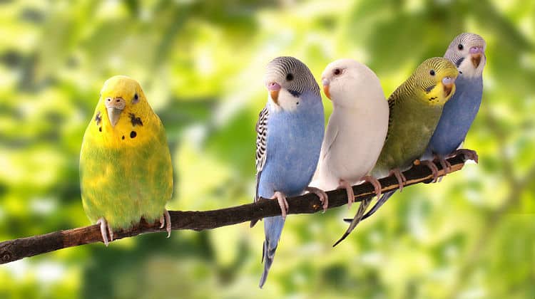 أفضل أنواع الطيور&#8230; معلومات عن أشهر 10 طيور يمكن تربيتها في المنزل