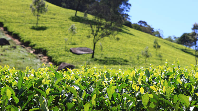 افضل انواع الشاي في سريلانكا 