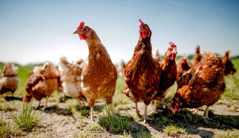 أفضل أنواع الدجاج&#8230; أهمُّ المعلومات عن 8 أنواع من الدّجاج المنزليّ