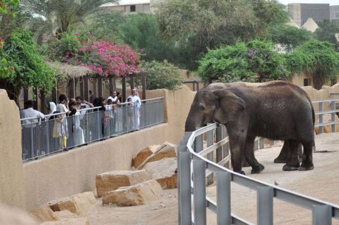 معلومات عن حديقة حيوانات الرياض