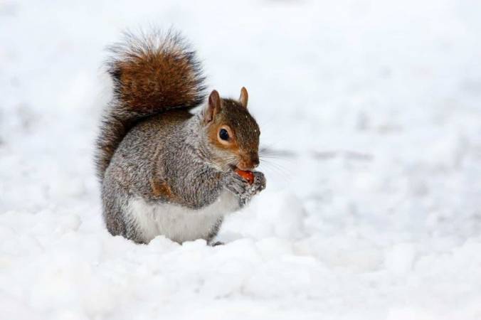 كيف تحصل الحيوانات على طعامها في الشتاء