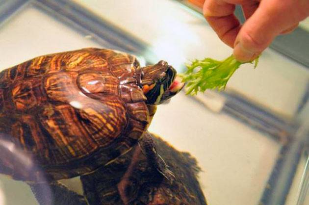 كيف تمضغ السلاحف الطعام بدون أسنان؟