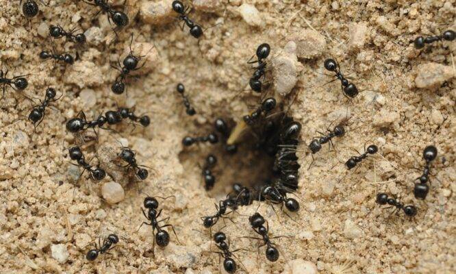 تفسير النمل في المنام معني حلم النمل..