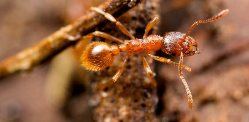 تفسير النمل في المنام معني حلم النمل.