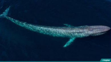 كم طول الحوت الازرق