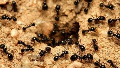 صفات عش النمل الغريب